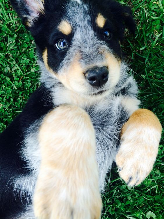 Everything You Need To Know About Australian Shepherd Mix