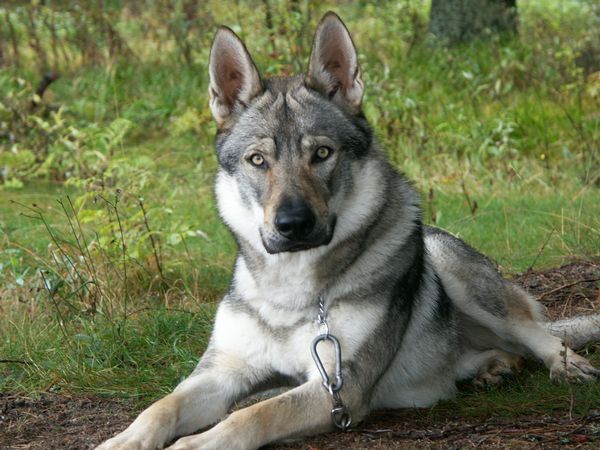 grey wolf german shepherd hybrid