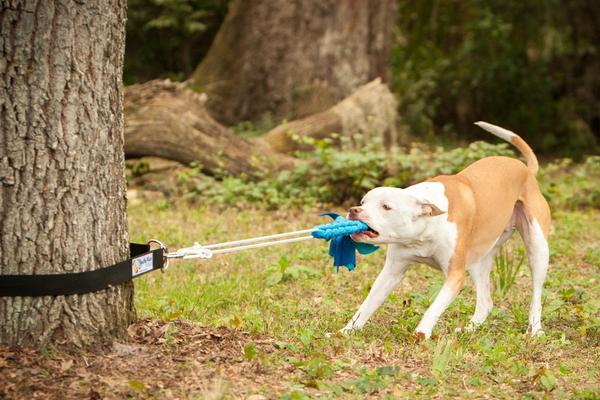 13 Indestructible Toys For Pit Bulls
