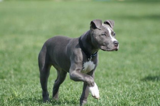 American Pitbull Terrier: An Easy Going And Powerful Dog