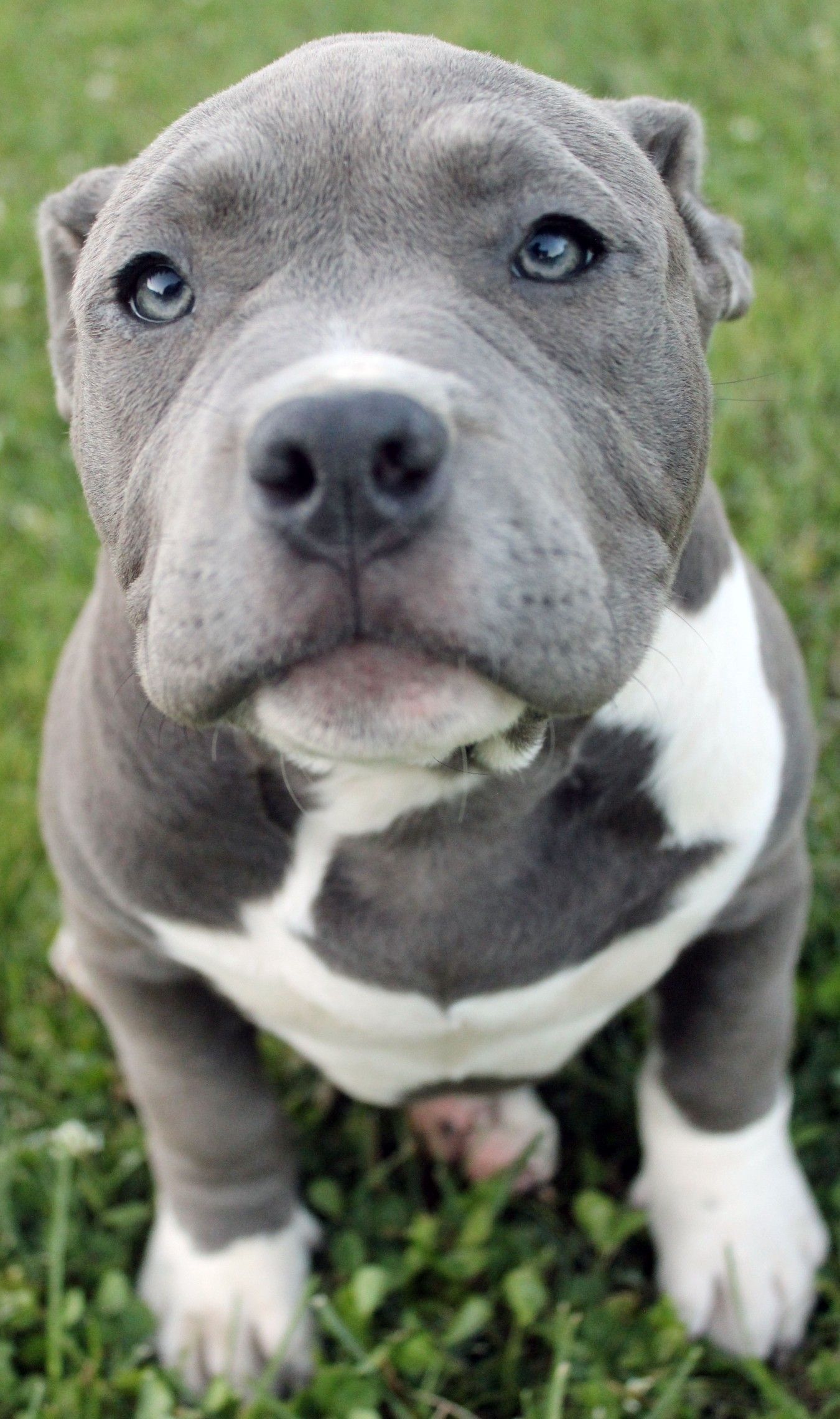 blue nose pitbull full breed